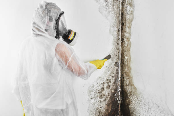 Attic Mold Removal in Oliver Springs, TN