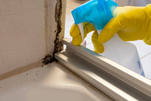 Best Local Mold Removal Service  in Oliver Springs, TN