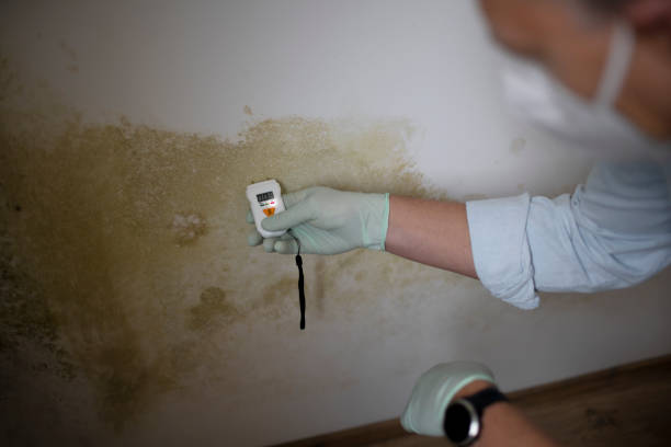 Best Home Mold Removal  in Oliver Springs, TN