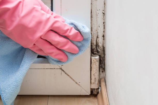 Best Crawl Space Mold Removal  in Oliver Springs, TN